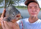 StrangeFish 1 copy  Brent Yount holds a fish that he believes to be a pacu, a species of South American freshwater fish related to the piranha, at Berry&#39;s Pond in Duncan Tuesday morning, 7-24-07. Yount, 24, of Duncan, and his cousin Kris Schmidt, 19, of Enochville, NC, were fishing together Sunday morning when Schmidt caught the unusual fish at at the pond, which is fed by the Tyger River in Duncan. Yount, who was bit by the fish while taking out the fishhook, plans on having the fish mounted for his cousin for his birthday.
